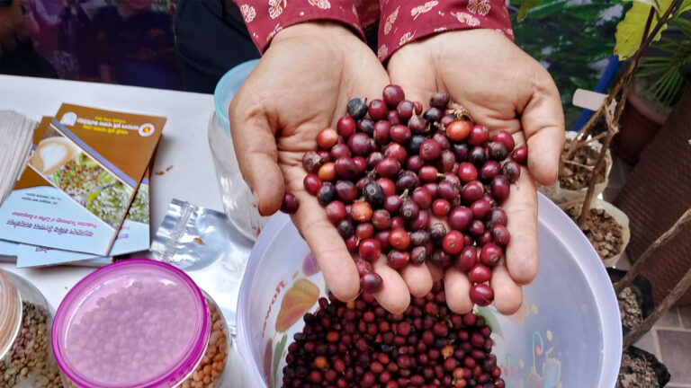 Bari coffee invented in Bangladesh is the second best in the world, export is not far!